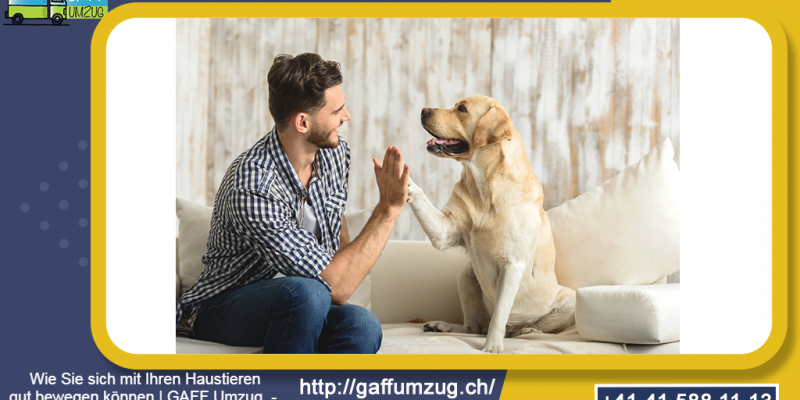 Wie Sie sich mit Ihren Haustieren gut bewegen können | GAFF Umzug - Umzugsfirma in Luzern