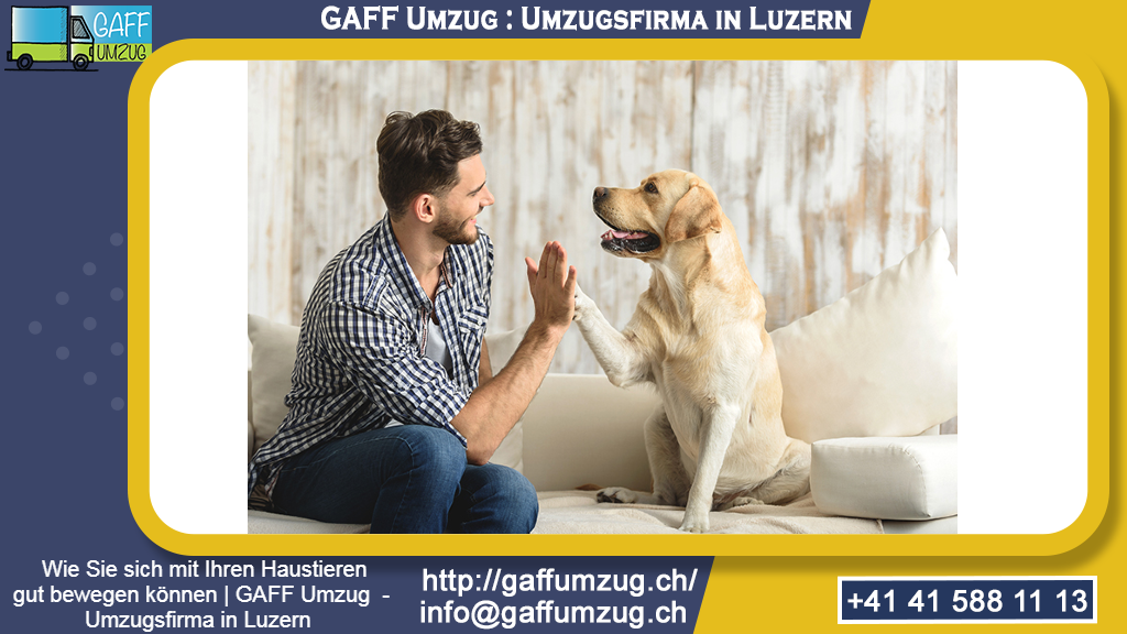 Wie Sie sich mit Ihren Haustieren gut bewegen können | GAFF Umzug - Umzugsfirma in Luzern